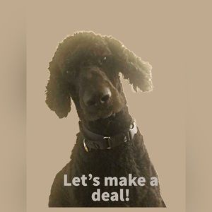 Kodak the Poodle Says…